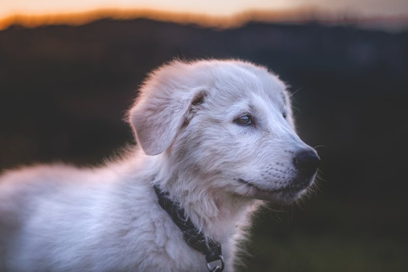 Puppy Photo