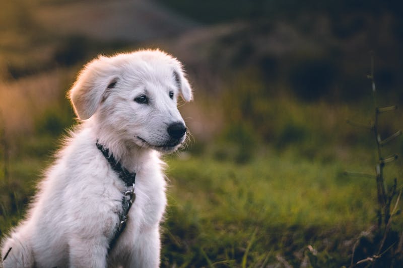 Puppy Photo