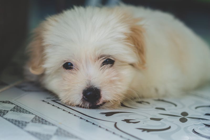 Puppy Photo