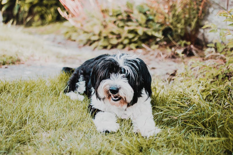 Puppy Photo