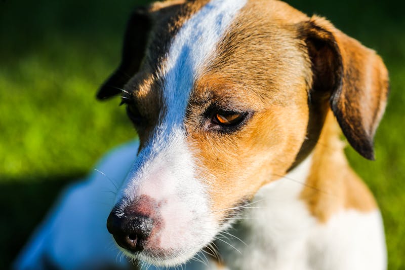 Puppy Photo