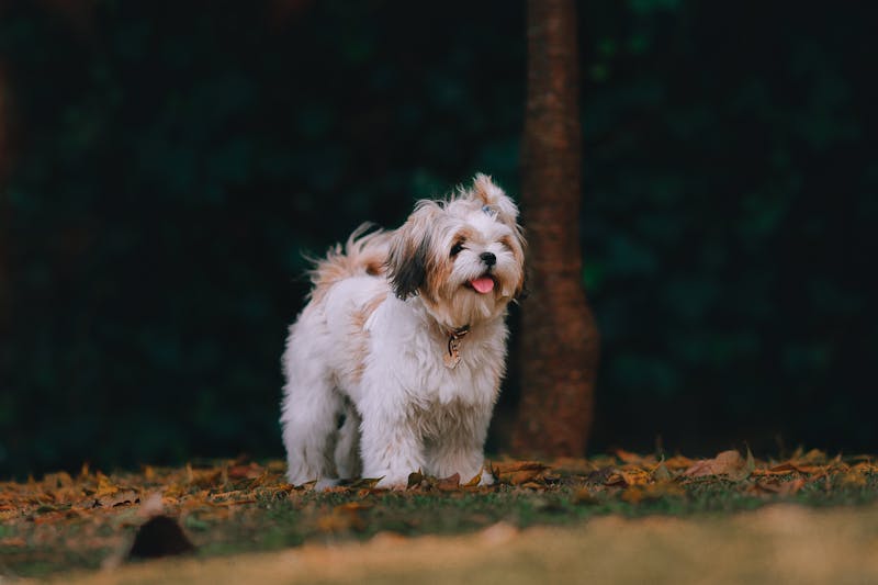 Puppy Photo