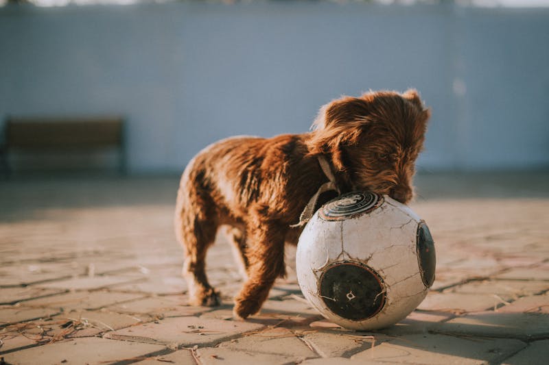 Puppy Photo