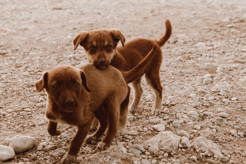 Puppy Photo