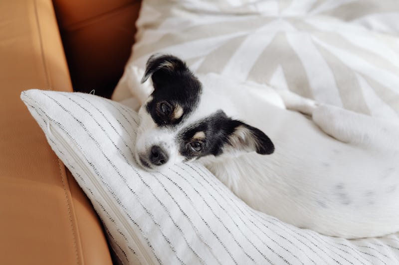 Puppy Photo