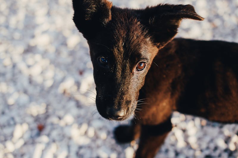 Puppy Photo