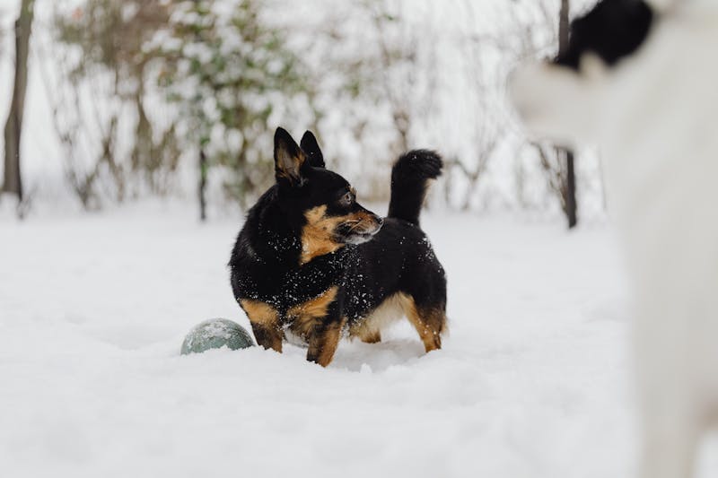 Puppy Photo