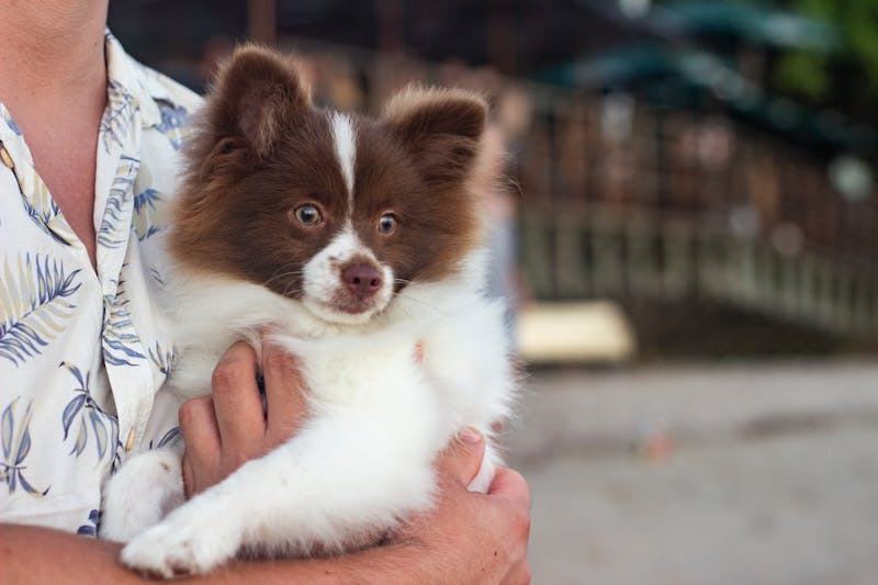 Puppy Photo