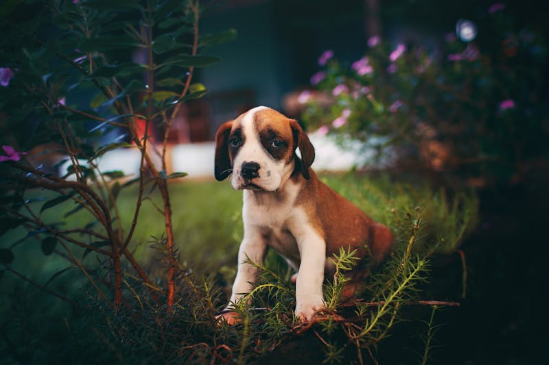 Puppy Photo