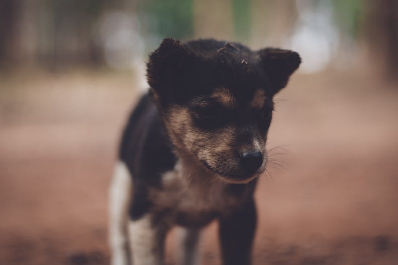 Puppy Photo