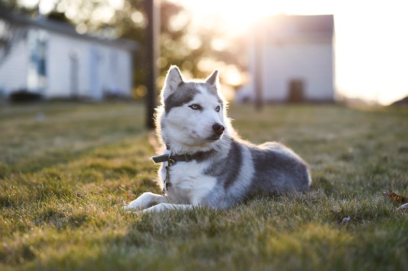 Puppy Photo