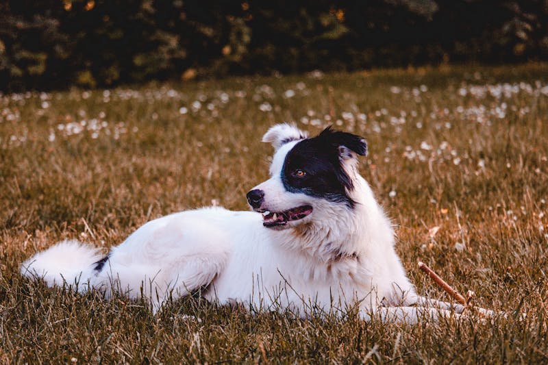 Puppy Photo