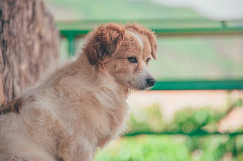 Puppy Photo