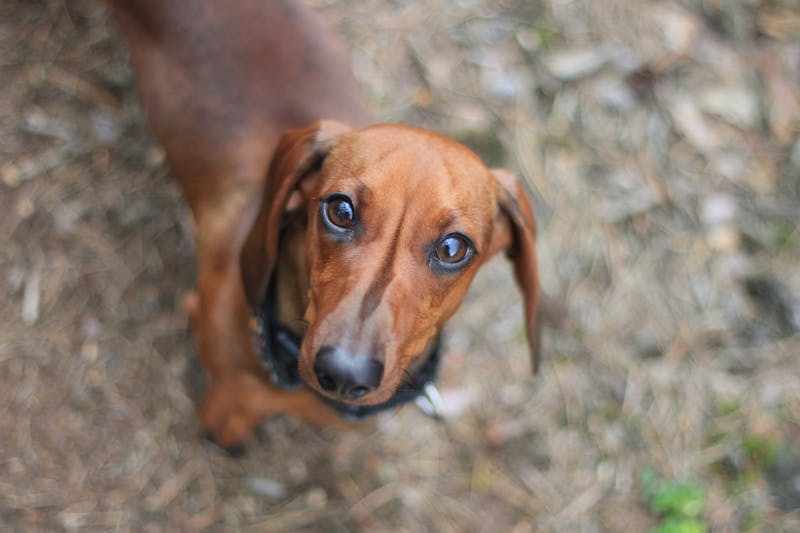 Puppy Photo