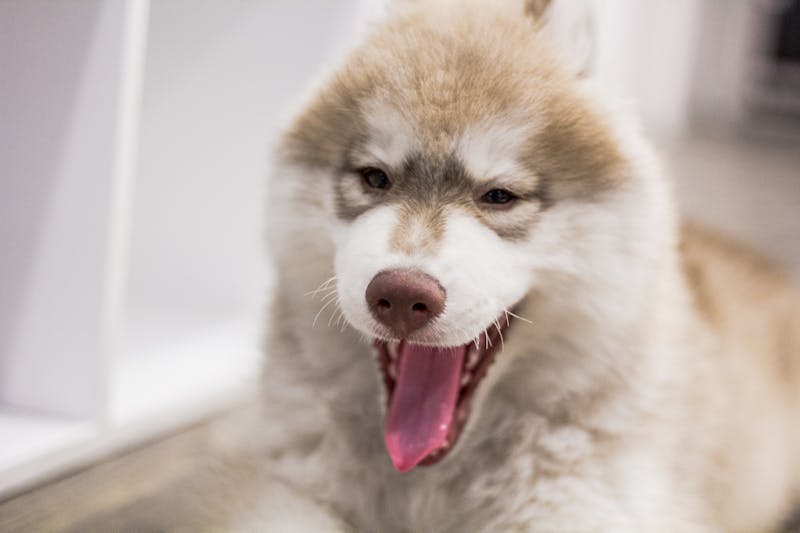 Puppy Photo