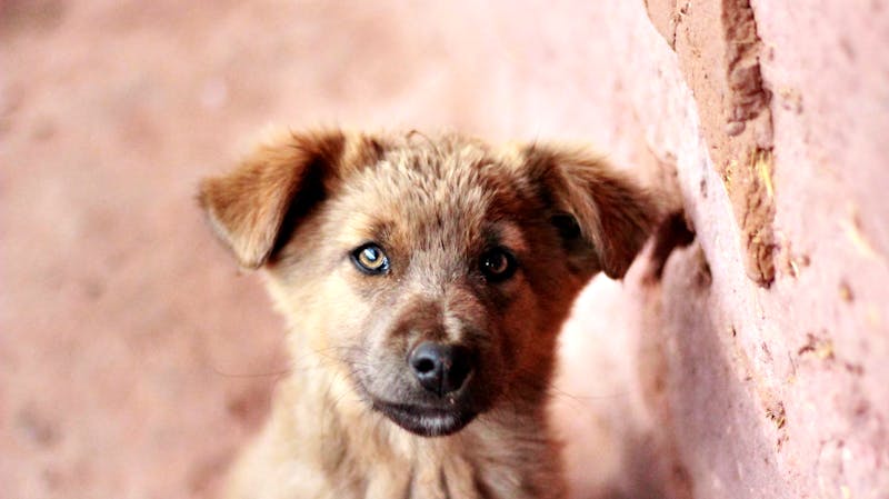 Puppy Photo