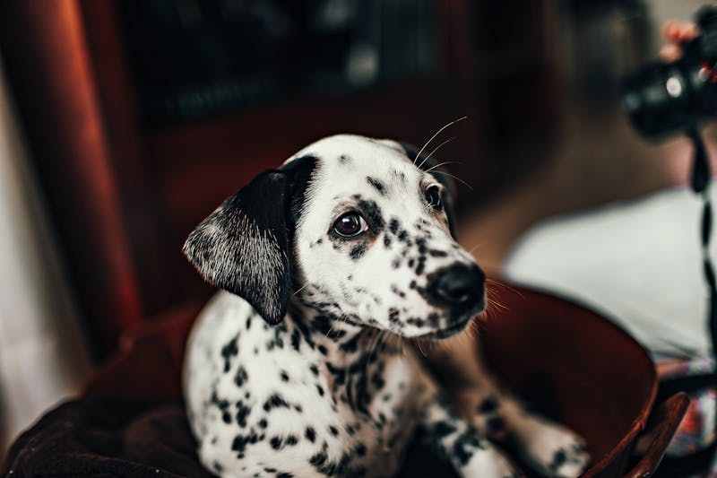 Puppy Photo