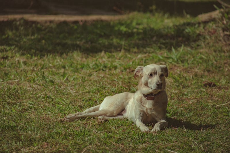 Puppy Photo