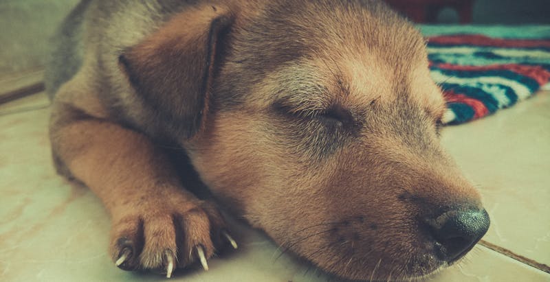 Puppy Photo