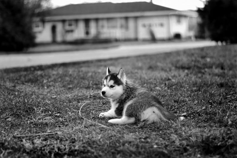 Puppy Photo