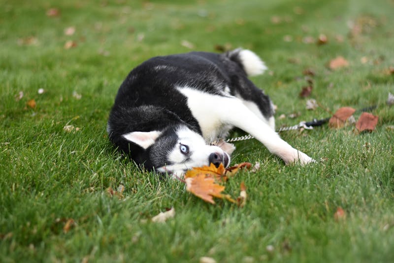 Puppy Photo