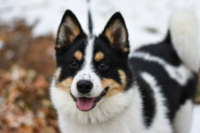 Puppy Photo