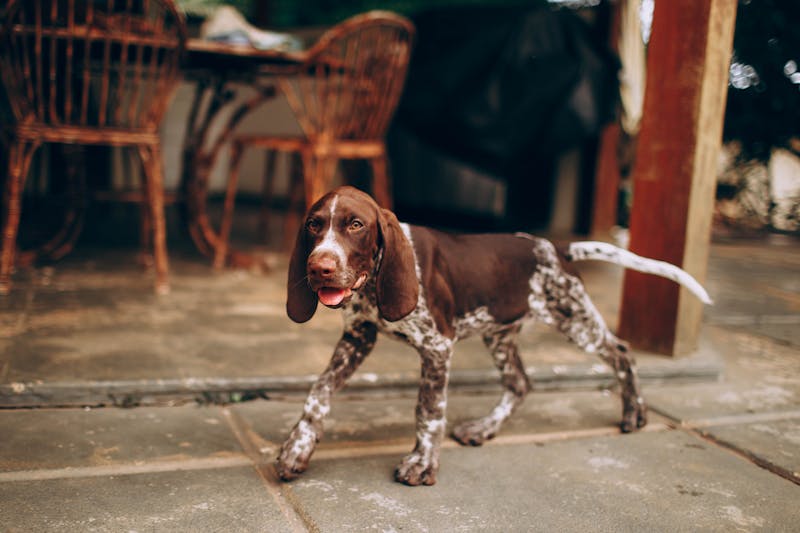 Puppy Photo