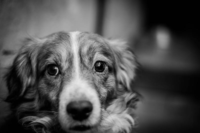 Puppy Photo