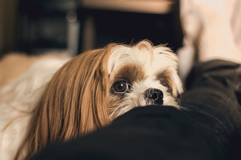 Puppy Photo