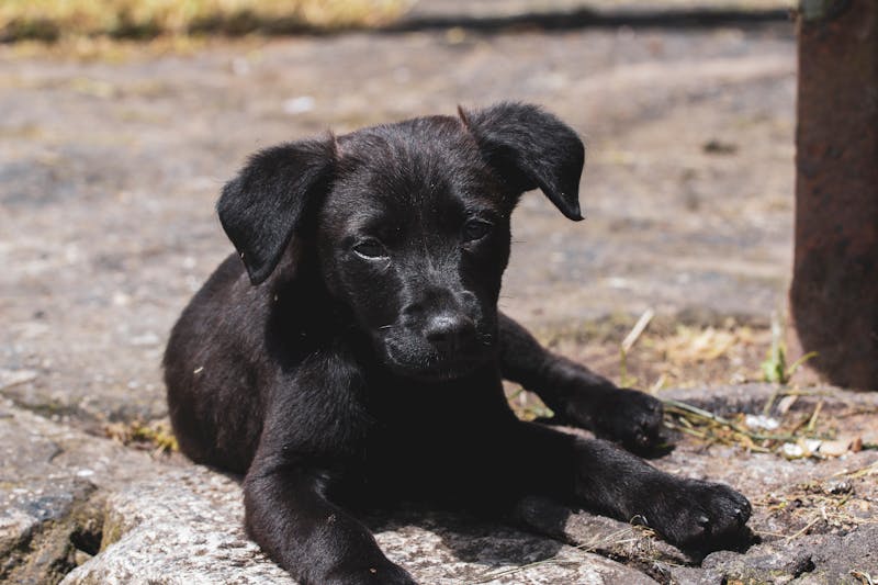 Puppy Photo