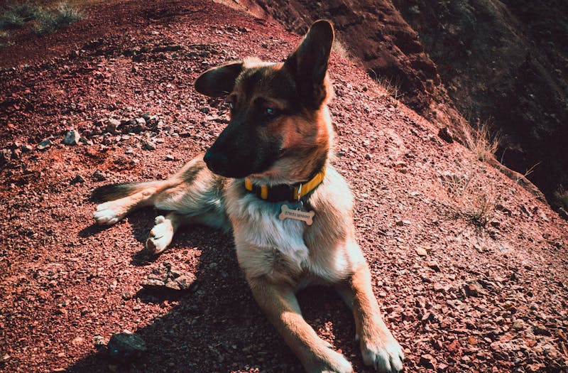 Puppy Photo