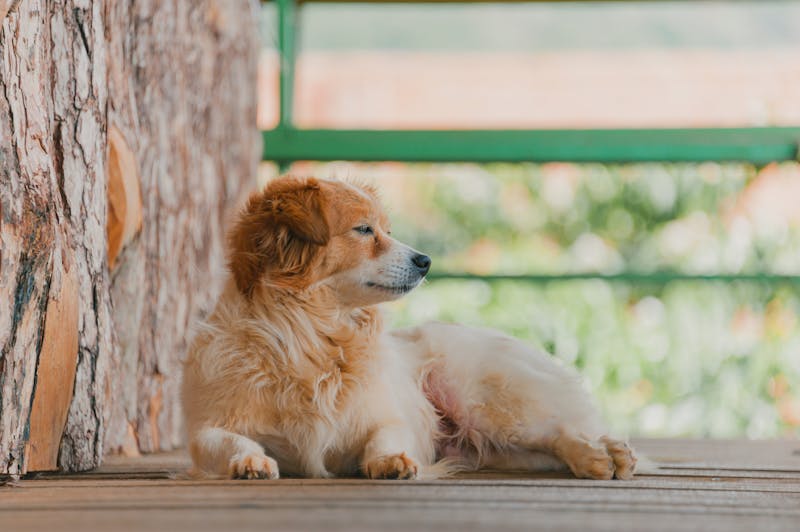 Puppy Photo