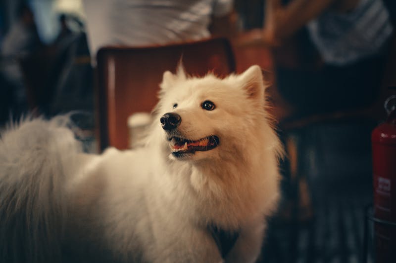 Puppy Photo