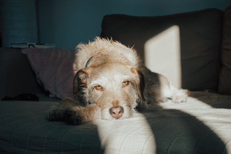 Puppy Photo