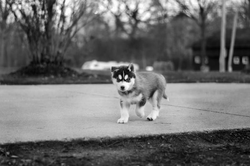 Puppy Photo