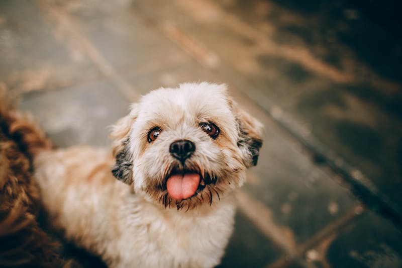 Puppy Photo