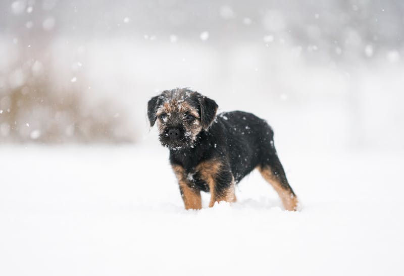 Puppy Photo