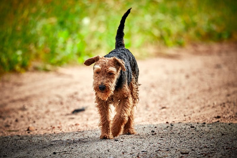 Puppy Photo