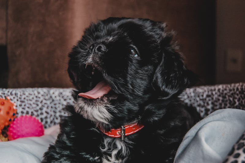 Puppy Photo