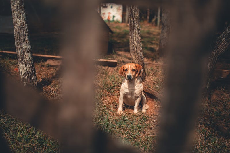 Puppy Photo