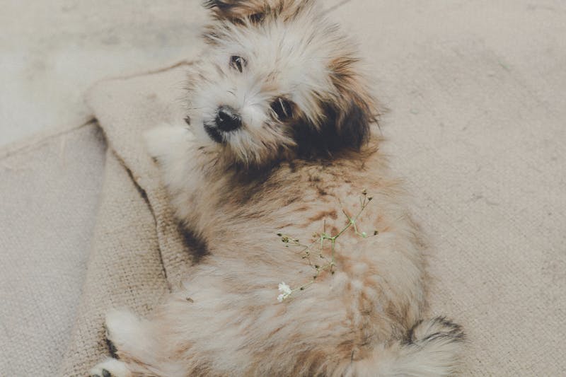 Puppy Photo