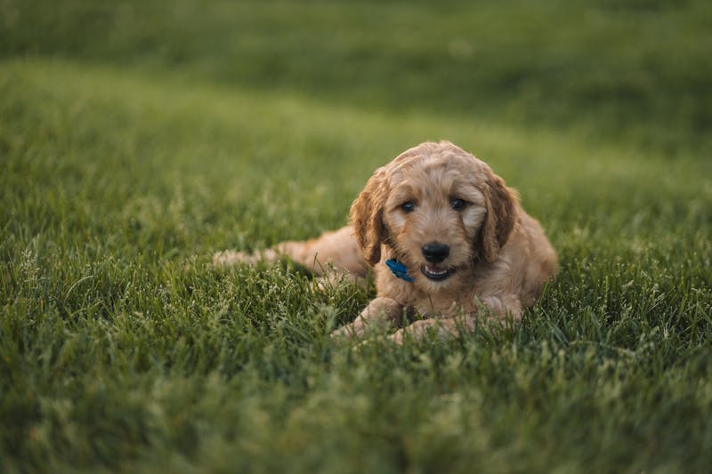 Puppy Photo