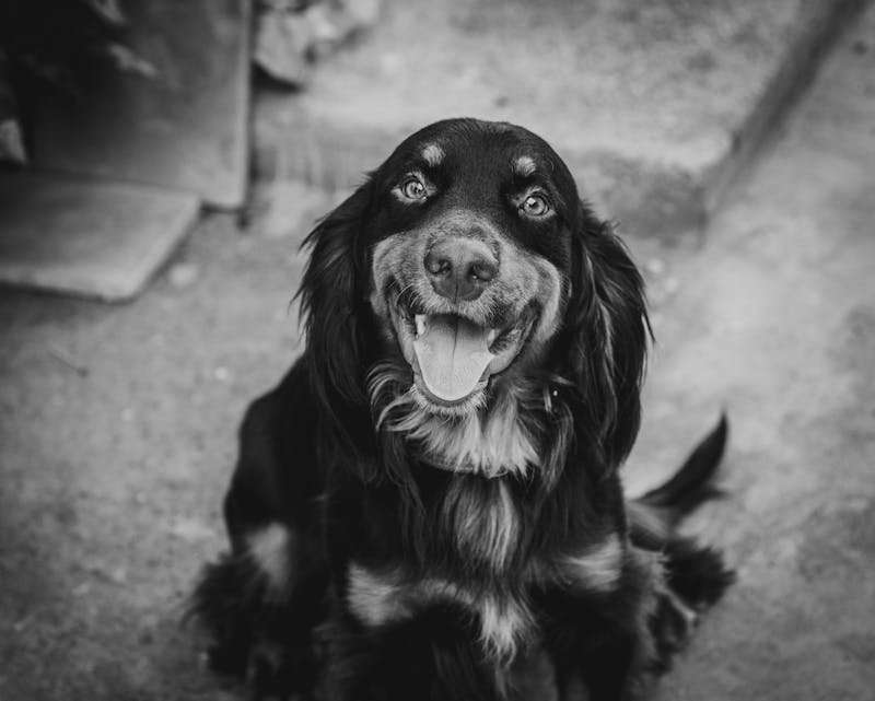Puppy Photo