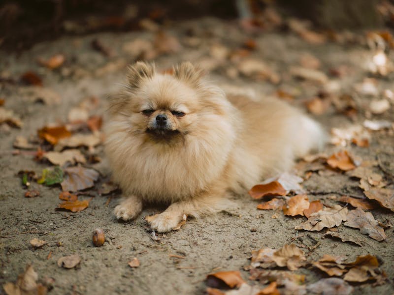 Puppy Photo