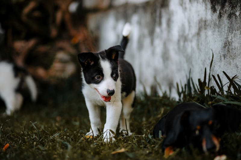 Puppy Photo