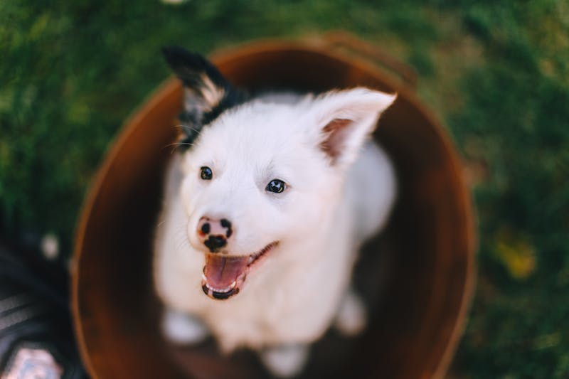 Puppy Photo