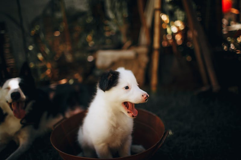 Puppy Photo