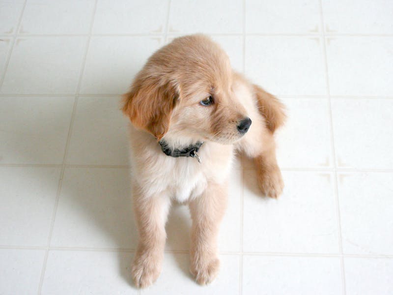 Puppy Photo