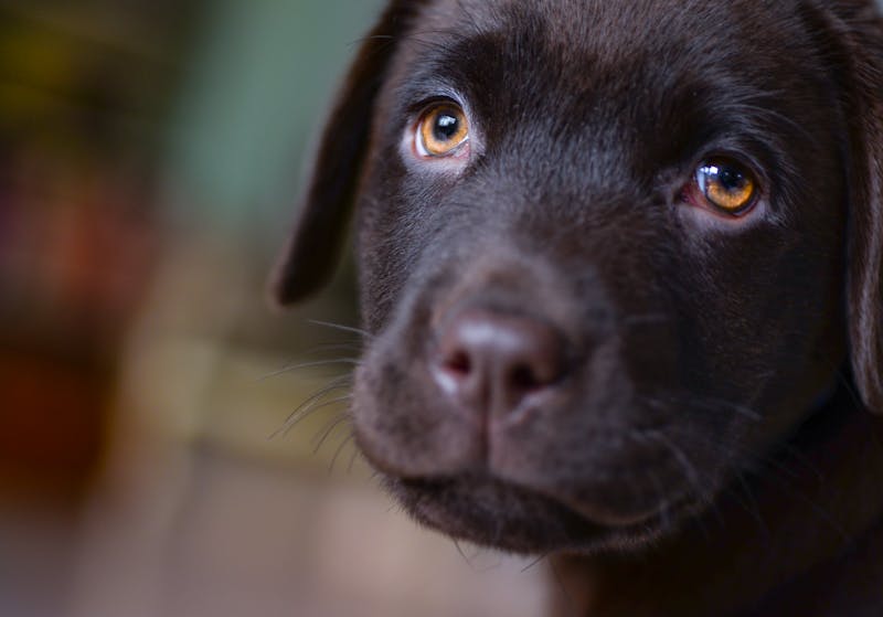 Puppy Photo