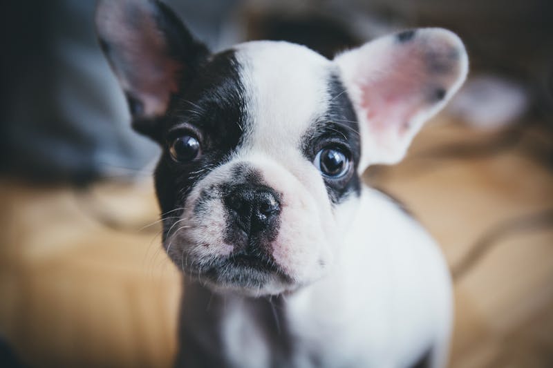 Puppy Photo